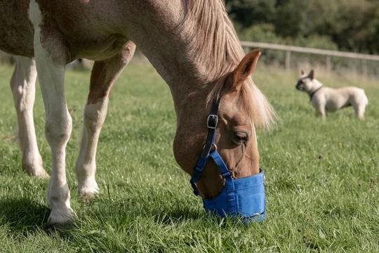 Fressbremse - The Ultimate Muzzle Cob kurz