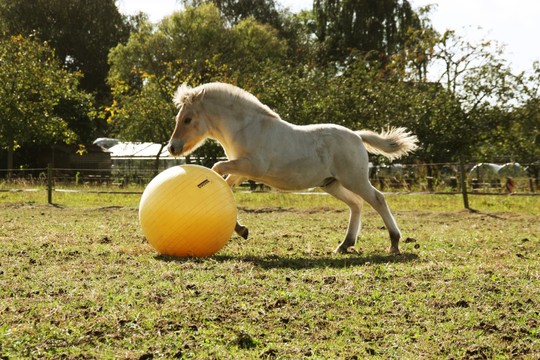 Maximus Power Play Ball 75 cm