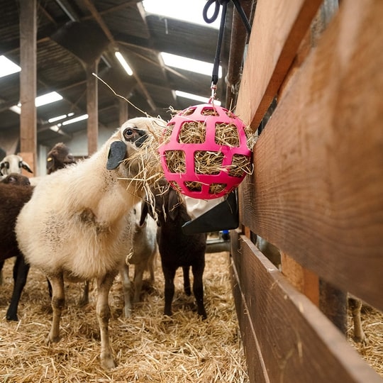 Hay Slowfeeder fun and flex 22 cm Rosa