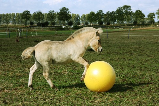 Maximus Power Play Ball 65 cm