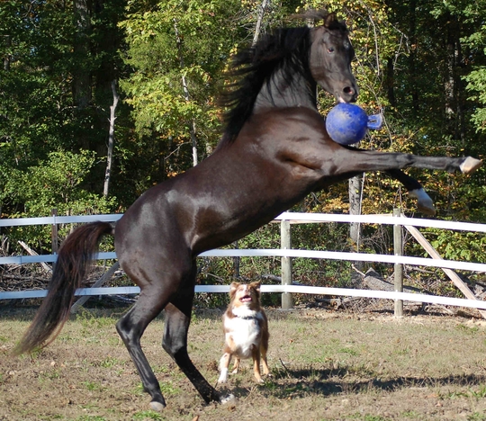 Jolly Ball 25cm Grün "Apfelduft"